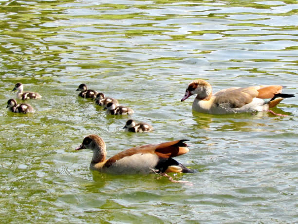 istock Ramat Gan Wolfson Park ducklings floating in the line 2012 814567490