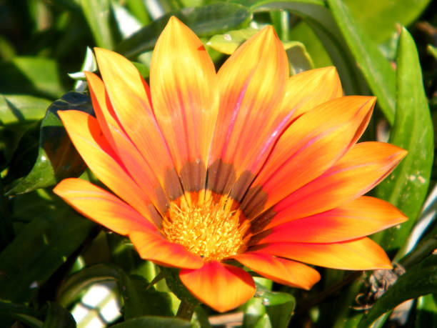 istock Ramat Gan Wolfson Park orange Gazania 2011 814568118