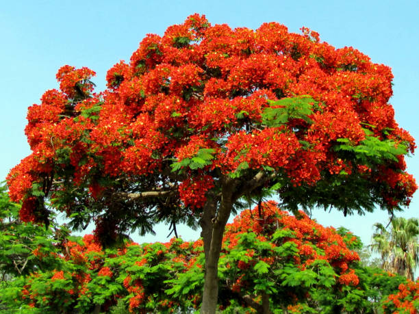istock Ramat Gan Wolfson Park red acacia tree June 2011 814570624