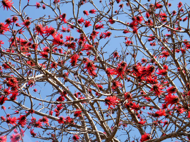 istock Ramat Gan Wolfson Park the Coral Tree blossom 2011 814570844