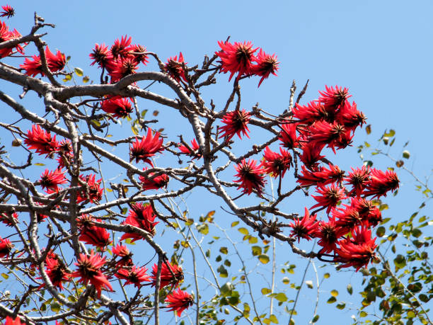 istock Ramat Gan Wolfson Park the Coral Tree flowers 2011 814570904