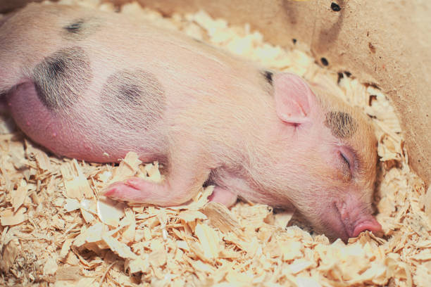 photo of pretty sleeping piggy in sawdust