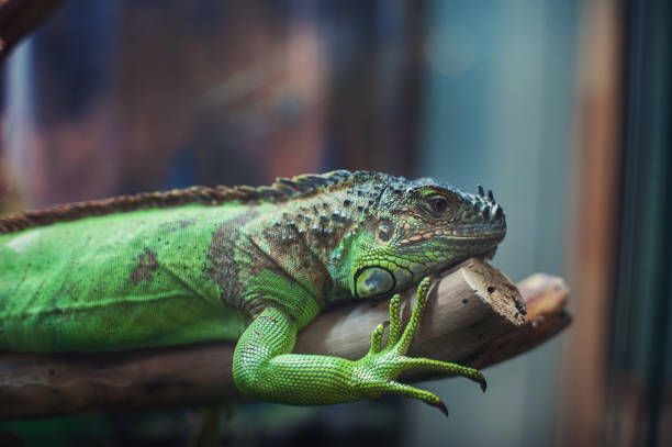 istock Closeup portrait of iguana 814572158