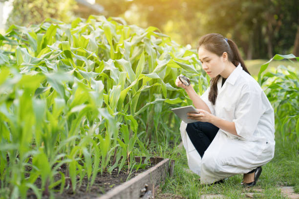 istock Biotechnology woman engineer examining plant leaf for disease 814576226