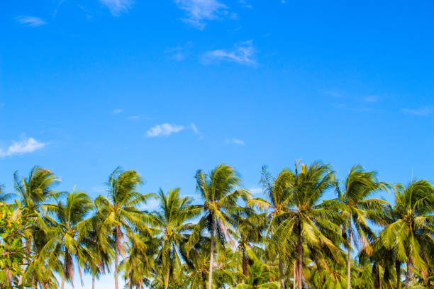 istock Palm tree line on tropical island. Bright blue sky background. 814576640
