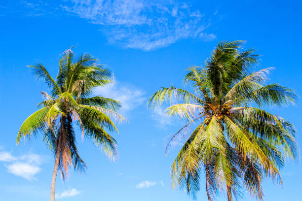 istock Idyllic palm tree on tropical island. Bright blue sky background. 814576648