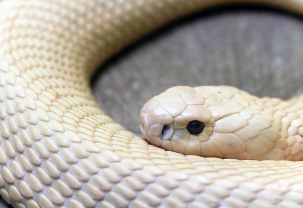 istock rare white albino monocled cobra 814576768