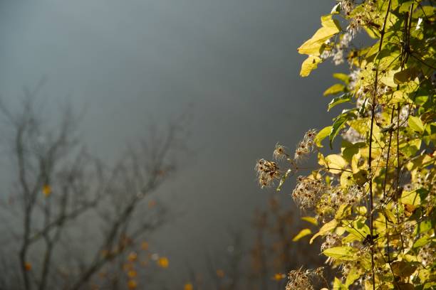 Dark foggy autumn with bright sunlit leaves