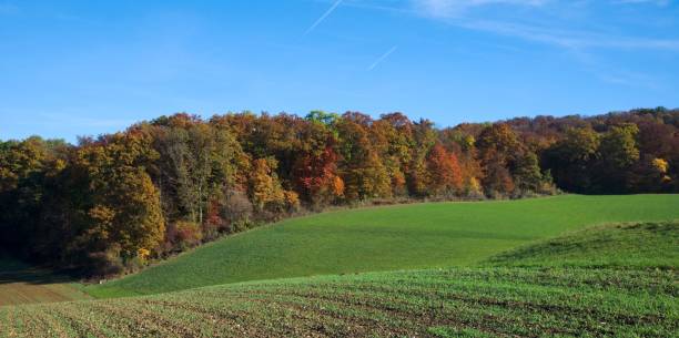 istock Beautiful panoramic view of an autumn forest and green fields 814577116