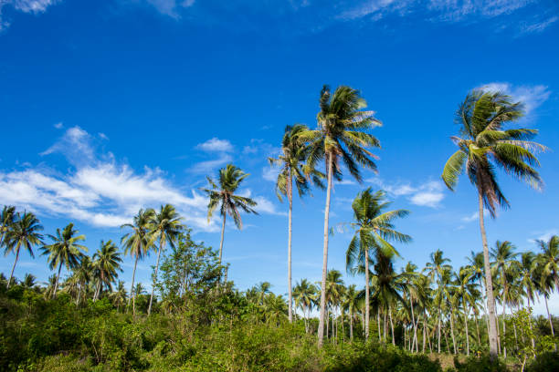 istock Tropical landscape with coco palm trees. Exotic place view through palm tree silhouettes. 814580794