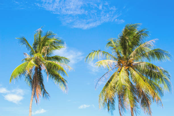 istock Idyllic palm tree on tropical island. Bright blue sky background. 814585058