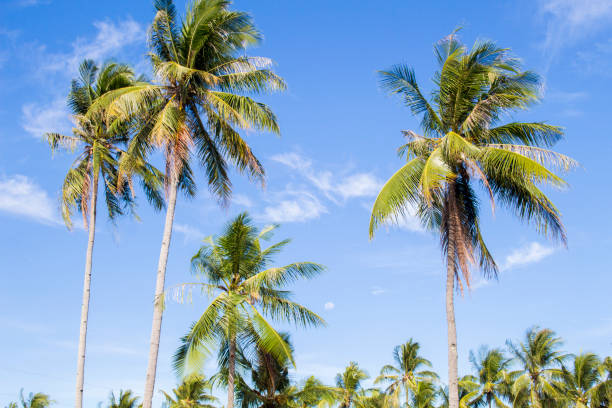 istock Tall palm tree on tropical island. Blue sky and sunny weather. 814585074