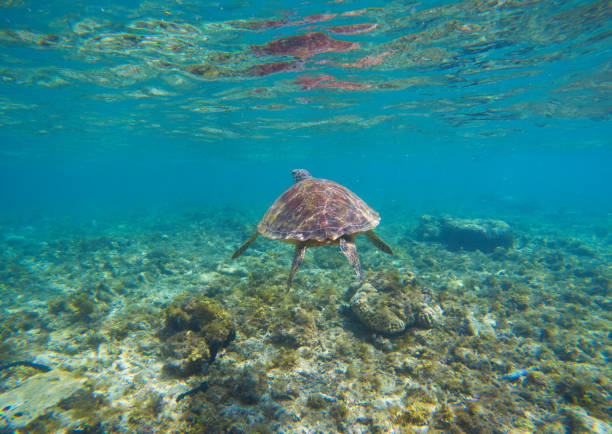 istock Tortoise in blue water. Olive green turtle underwater photo. 814590812