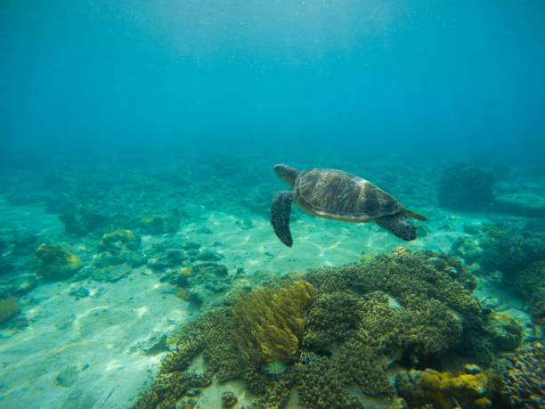 istock Sea turtle by sand seabottom underwater photo. 814590826