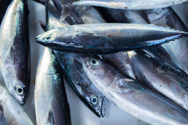 istock Fresh silver tropical fish catch on fish market table. Oceanic fish for lunch cook 814599404