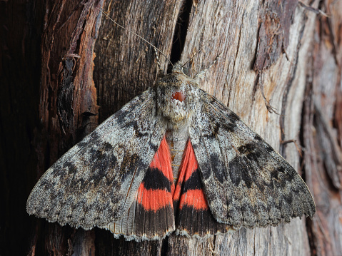 Moth - Red Underwing (Catocala nupta). Closeup