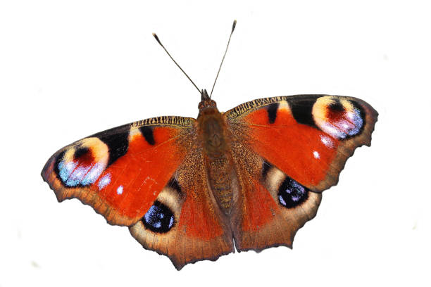 istock Butterfly - European Peacock (Inachis io) isolated on white background 814608946