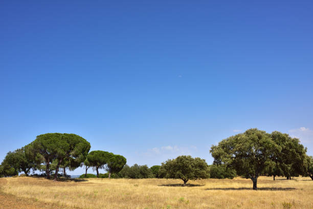 istock Cork oak trees, Portugal 814611590