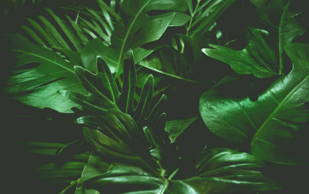 istock Green background concept.Tropical palm leaves, jungle leaf close up 814623022