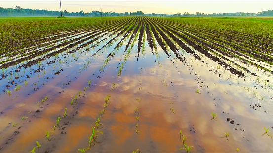 Dawn sky reflects in huge puddle amid rows of tiny corn plants in flooded farm field in Springtime.
