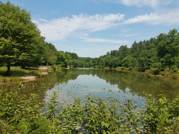 istock lake with trees and vegetation 814629734