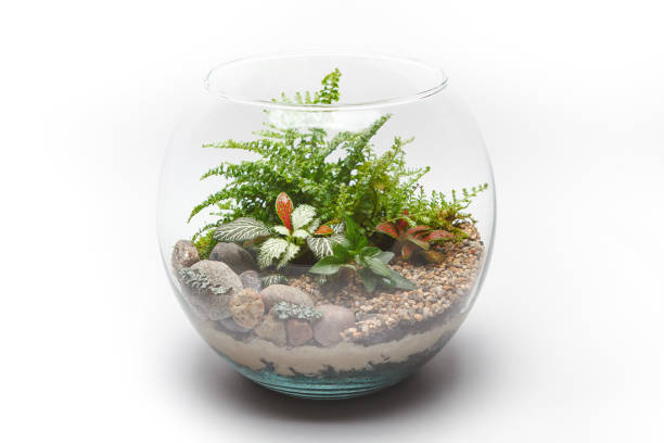 istock Fern terrarium in a round glass vase isolated 814637094