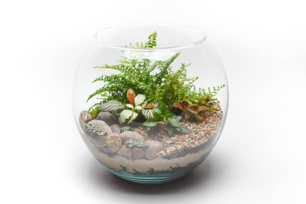 Photo of Fern terrarium in a round glass vase isolated