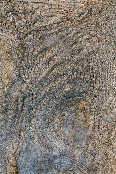istock texture of bark of a tree 814637154