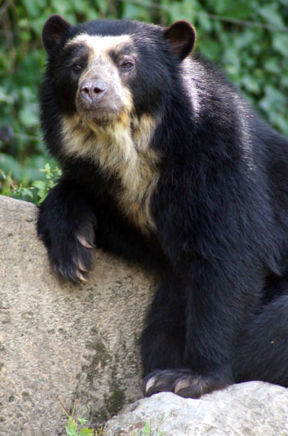 a picture of a spectacled bear sitting on a stone and relax