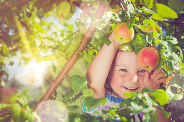Child gathering apples in summer