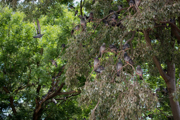 Pigeons are sitting on the tree branch
