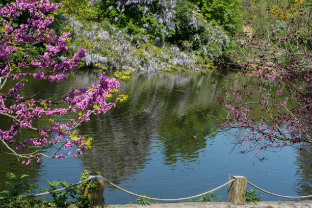 istock Flowers bloom in the spring in trees 814641834