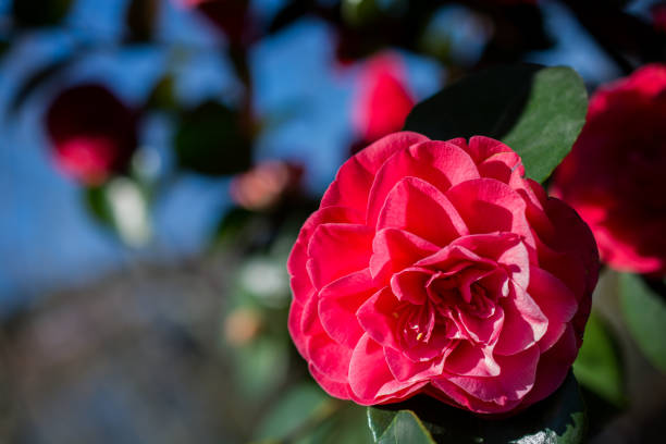 istock Colorful blooming wild spring flowers in view 814641854