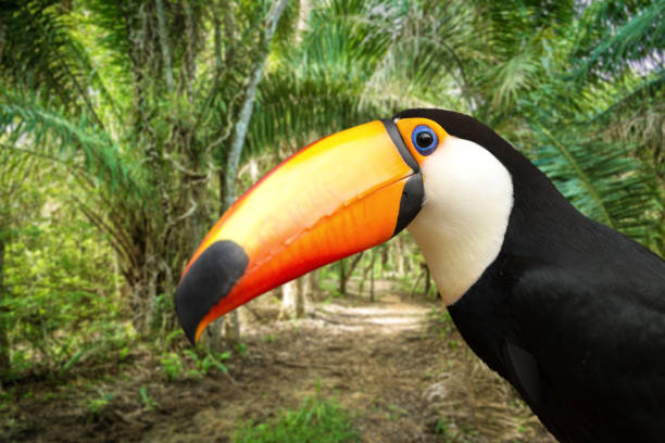 istock Colorful Toucan in the nature 814645214