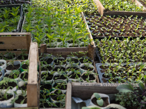istock small green plants growing inside of a greenhouse 814645240