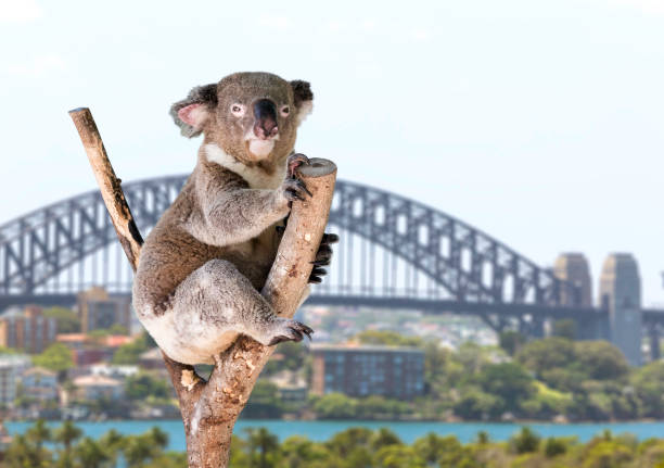 coala descansando e dormindo na sua árvore, austrália - koala sydney australia australia animal - fotografias e filmes do acervo