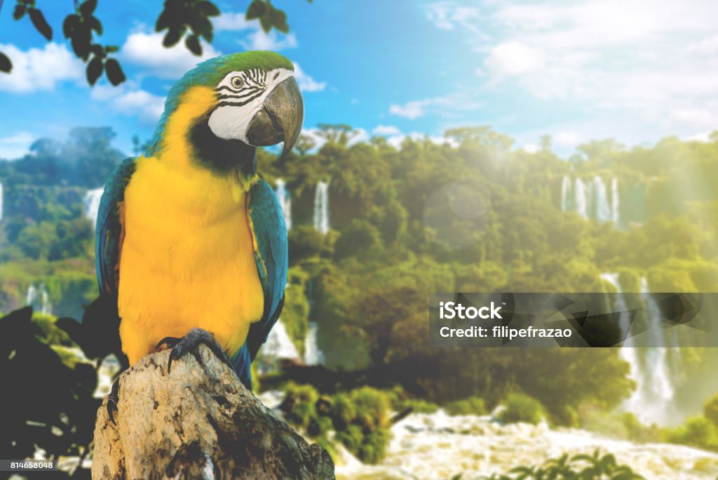 Blue and Yellow Macaw on the nature Animal collection Amazon River Stock Photo