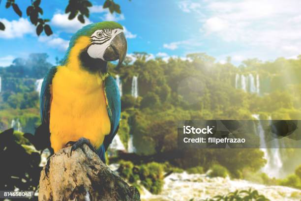 Blue And Yellow Macaw On The Nature Stock Photo - Download Image Now - Amazon River, Amazon Region, Animal