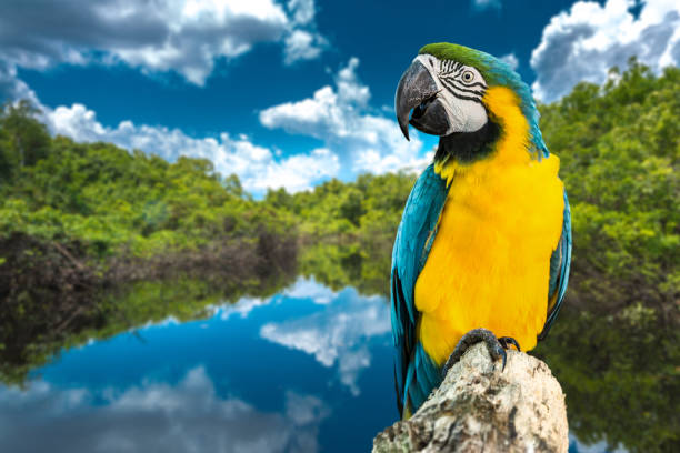 istock Blue and Yellow Macaw on the nature 814658066
