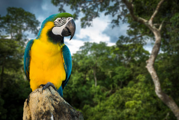 istock Blue and Yellow Macaw on the nature 814658092
