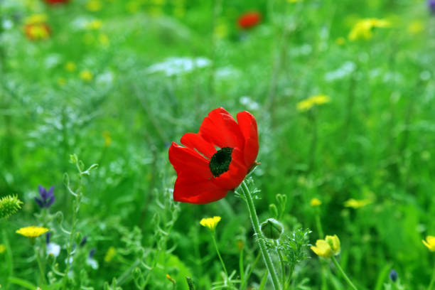 Red anemone. A red anemone in a meadow. Israel. anemone apennina stock pictures, royalty-free photos & images