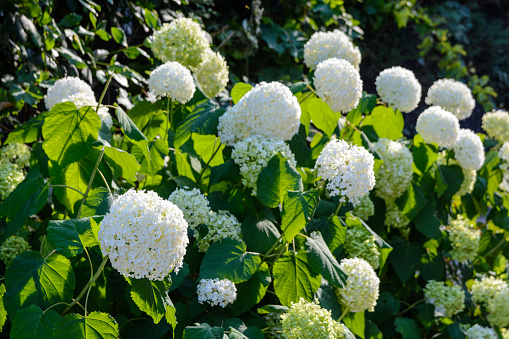 Hydrangea bush outside a modern building in the shade