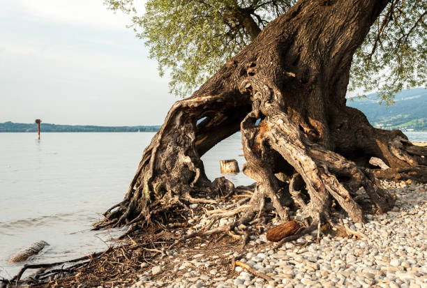Willow at the shore of lake Bodensee