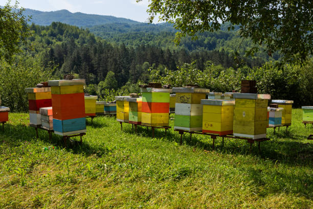 ハナバチ hives の森 - beehive rural scene bee outdoors ストックフォトと画像