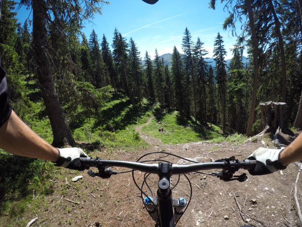 Looking at spruce tree forest from a mountain bike stock photo