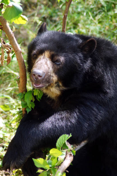 istock spectacled bear portrait hanging on a tree 814668826