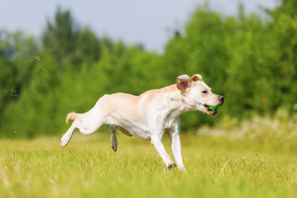 istock labrador dog runs on the meadow 814668990