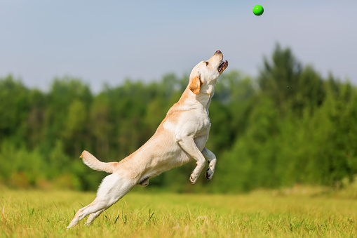 labrador dog jumps high to catch a ball
