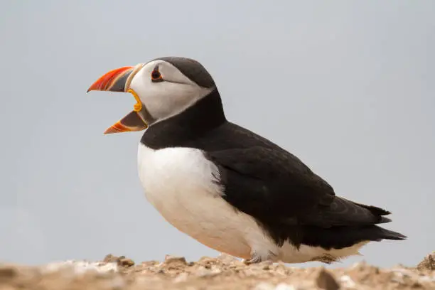 Photo of British Puffin Seabird (Fratercula arctica) from Skomer Island, Pembrokeshire, Wales UK