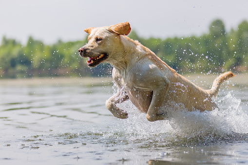 labrador retriever runs in the water of a lake
